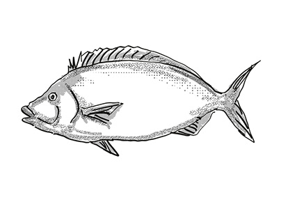 Porae New Zealand Fish Cartoon Retro Drawing