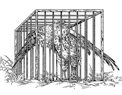 Illustration of some animal novels -2