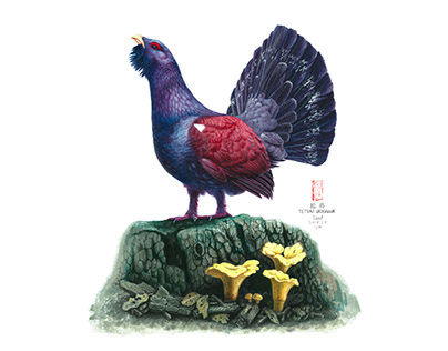 Illustration bird chanterelle Grouse capercaillie