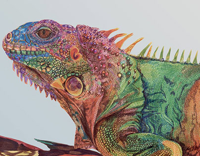 Iguana multicolor