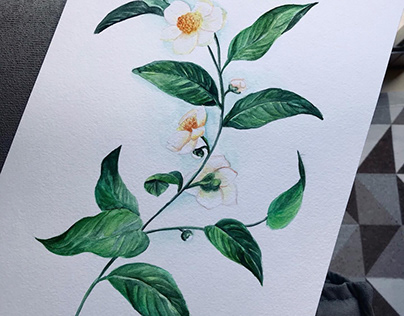 Encomenda - Flor Camellia Sinensis