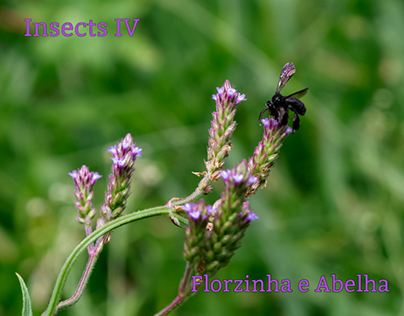 Insects IV | Florzinha e Abelha