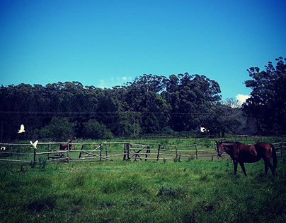 Farm Life Photography