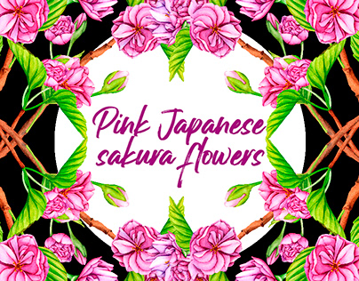 Pink Japanese sakura flowers.