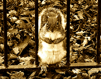 Behind bars squirrel