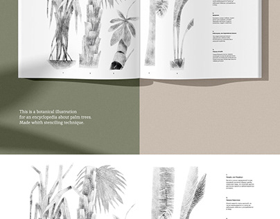 botanical illustration for an encyclopedia about palm