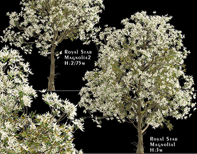 Set of Royal Star Magnolia Trees (Magnolia Stellata)