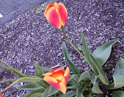 Orange and Yellow Tulips Near Sidewalk
