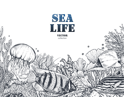 Marine Life Vector Sketch Illustratioms and Patterns