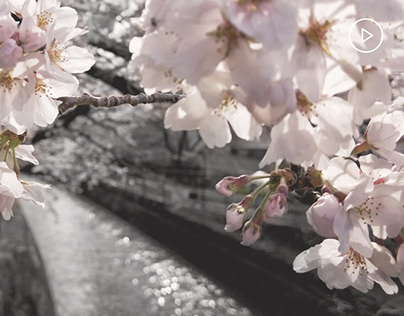 Kyoto on Film - Cherry Blossoms along Biwako Canal