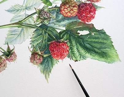berry watercolor illustrations