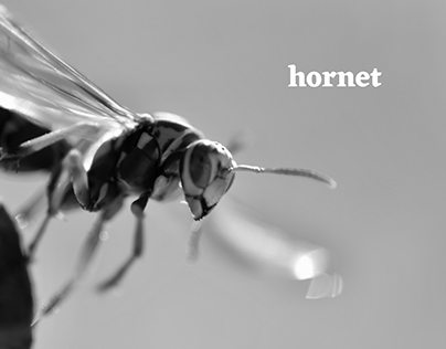 Hornet — Instant messenger UI design