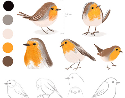 Robin Bird Studies