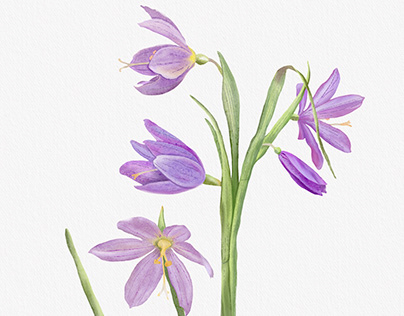 Illustrations for a British Columbia native plants book