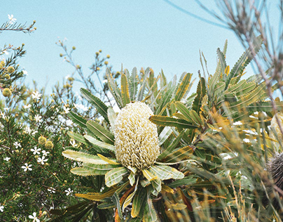A Series of Banksias