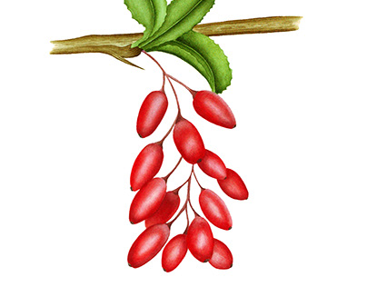 Barberry watercolor illustration