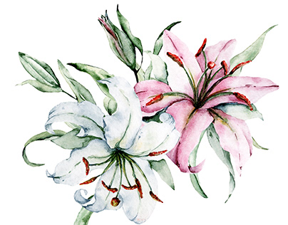 Lilies, watercolor flowers clipart.