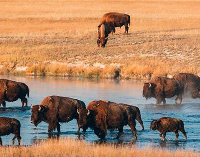 A morning with Yellowstone bison