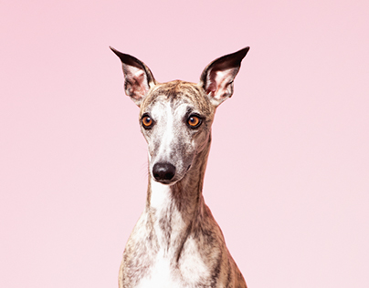 whippet illustration. sighthound screen print Whippet screen print