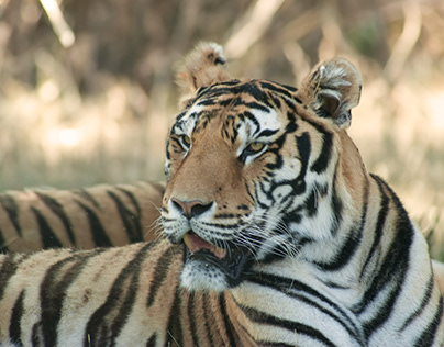 A Tiger in Safari Background