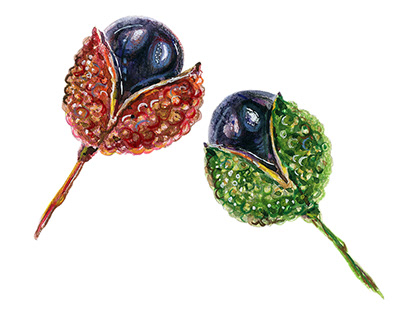 Watercolor illustration of Sichuan peppercorns