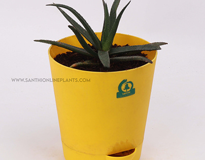 Aloe Vera ‘Black Beauty’ Pot Plant