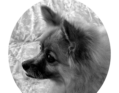Dog Portrait - Sophie