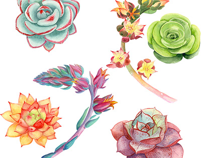 my watercolor love for succulents