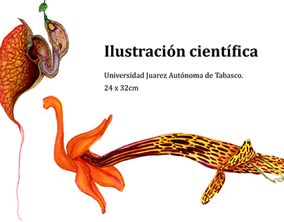 Scientific Illustration / Ilustración científica