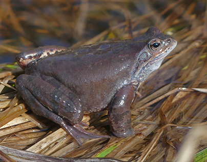 Moor frog - Rana arvalis