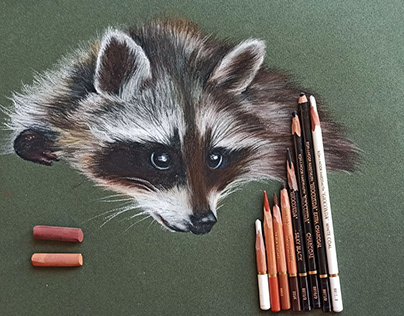 Racoon on soft pastel