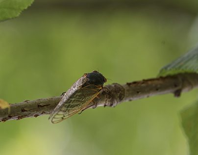 Cicada season