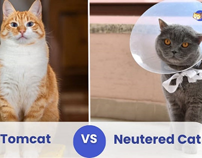 Tomcat vs Neutered Cat