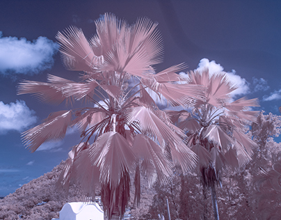 St Lucia Infrared textures