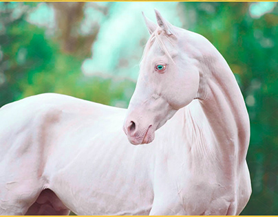 This Rare Horse Breed Will Go Extinct If not Taken Care