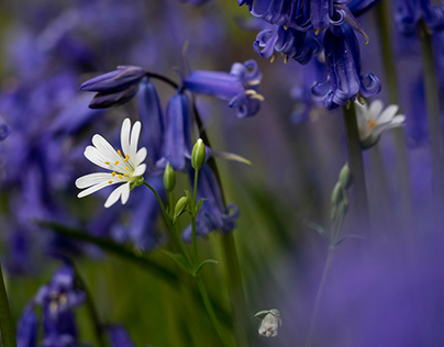 16th May - Stitchwort and Bluebells