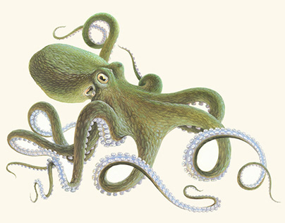 Scientific Illustration. Mollusc