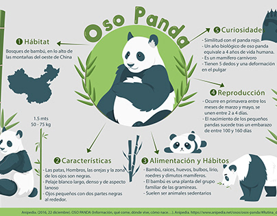 Infografía Oso Panda