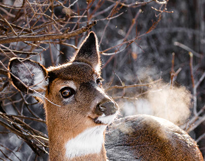 Deer at Shirly's Bay, Ottawa ON, December 2017