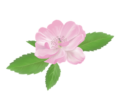 Wild Rose Illustration