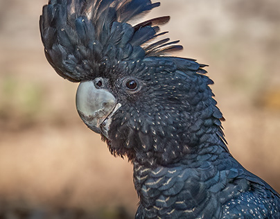 Female Red-Tailed Black Cockatoo