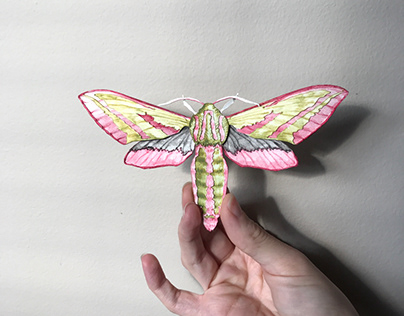 Papercraft Moths