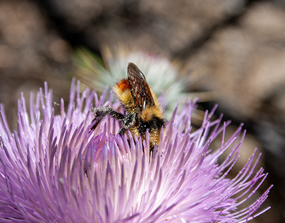Bee in Thistle