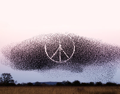 Collage - Starlings in the air