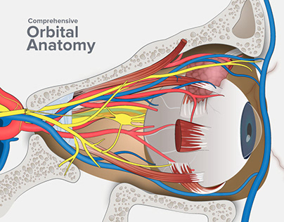 Orbital Anatomy Illustration: A Comprehensive Guide