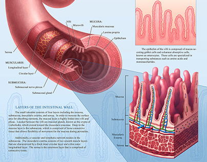Histology of the Small Intestine Diagram