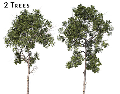 Set of Parashorea Chinensis Tree (Shorea wangtianshuea)