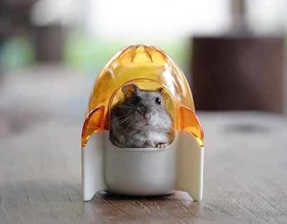 Tips To Bring A Hamster Home