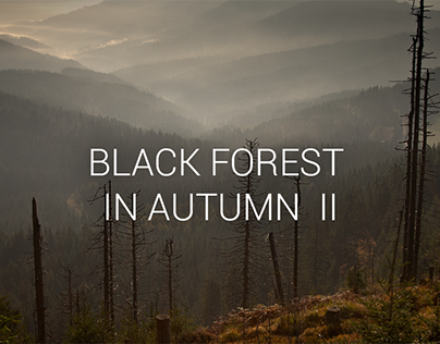 Photography - Black forest in autumn II
