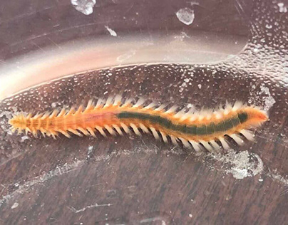 Bristle Worms and the Mystery Behind Their Existence